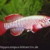 Killifisch Torfansatz Nothobranchius Eggersi Red, 30 Eier
