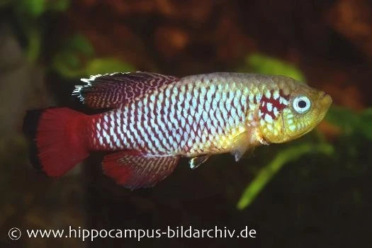 Killifisch Torfansatz Nothobranchius Guentheri Red, 30 Eier 2 Killifisch Torfansatz Nothobranchius Guentheri Red, 30 Eier – Bild 2