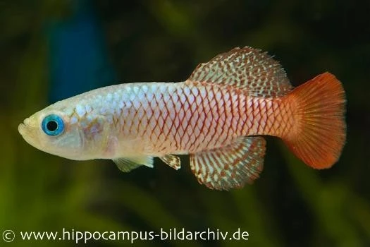 Killifisch Torfansatz Nothobranchius Palmqvistii, 30 Eier 2 Killifisch Torfansatz Nothobranchius Palmqvistii, 30 Eier – Bild 2