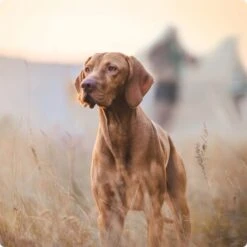 REAL NATURE Adult Rind Mit Ital. Schinken 6x800 G 7 REAL NATURE Adult Rind Mit Ital. Schinken 6x800 G -Zoofachgeschäft 2a7e6cb20be89e03efc3fb044f52385d1267f3cd 1314110 de DE Real Nature Original Dog bild