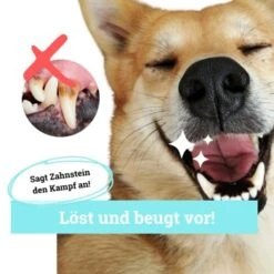 BeG Buddy Zahn Weiß Dental Spray, Zahnpflege & Maulhygiene Hund 6 BeG Buddy Zahn Weiß Dental Spray, Zahnpflege & Maulhygiene Hund -Zoofachgeschäft 2b26d8c9897450ebcdc3208b54321074a39fd8e8 1457255 de DE d036d3de3fb2bf618dcbd8071c7342bd7ffedc2f5CGqW6
