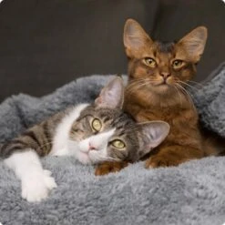 SELECT GOLD Indoor Adult Geflügel & Reis 7 Kg 9 SELECT GOLD Indoor Adult Geflügel & Reis 7 Kg -Zoofachgeschäft 536de371626fbac7381fe51ce63607aedfae0cd8 1099803 de DE 4 Select Gold Cat 1