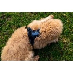 Fressnapf Tracker Pathfinder Geschirr Set S -Zoofachgeschäft 575cfeb7270f47cb1f5bacf120b75717476048ba 1409260 4