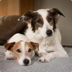 SELECT GOLD Complete Milk-Set Junior Inkl. Milchflasche & Löffel 400g -Zoofachgeschäft 6abb6915af23c615d0cf74853b0a3bb663e7931c 1096086 de DE 4 Select Gold Dog