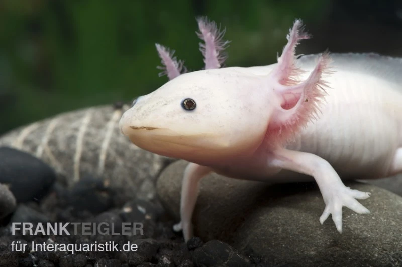 Axolotl Weißling, Ambystoma Mexicanum