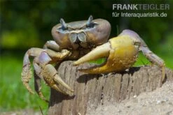 Indonesische Riesenlandkrabbe, Cardisoma Carnifex 7 Indonesische Riesenlandkrabbe, Cardisoma Carnifex -Zoofachgeschäft 82992 Cardisoma carnifex 3