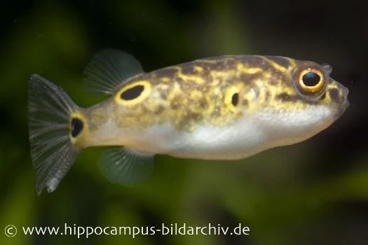 Augenfleck-Kugelfisch, Tetraodon Biocellatus, 2-3 Cm 1 Augenfleck-Kugelfisch, Tetraodon Biocellatus, 2-3 Cm