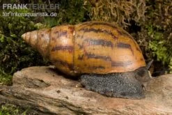 Tiger-Achatschnecke, Achatina Achatina 6 Tiger-Achatschnecke, Achatina Achatina -Zoofachgeschäft Achatina achatina WWTFT0302