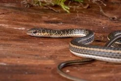 Ägyptische Sandrennnatter, Psammophis Sibilans -Zoofachgeschäft Aegyptische Sandrennnatter Psammophis sibilans 03