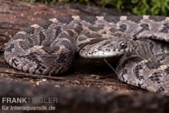 Afrikanische Eierschlange, Dasypeltis Scabra 9 Afrikanische Eierschlange, Dasypeltis Scabra -Zoofachgeschäft Afrikanische Eierschlange Dasypeltis scabra neu 3