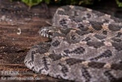 Afrikanische Eierschlange, Dasypeltis Scabra 10 Afrikanische Eierschlange, Dasypeltis Scabra -Zoofachgeschäft Afrikanische Eierschlange Dasypeltis scabra neu 4