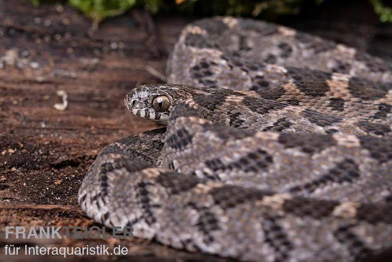 Afrikanische Eierschlange, Dasypeltis Scabra 4 Afrikanische Eierschlange, Dasypeltis Scabra – Bild 4