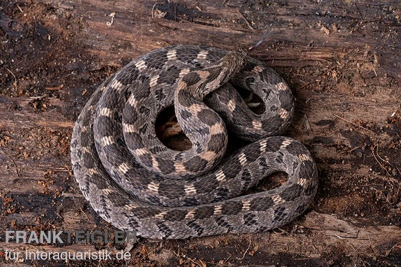 Afrikanische Eierschlange, Dasypeltis Scabra 5 Afrikanische Eierschlange, Dasypeltis Scabra – Bild 5