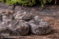 Afrikanische Eierschlange, Dasypeltis Scabra 12 Afrikanische Eierschlange, Dasypeltis Scabra -Zoofachgeschäft Afrikanische Eierschlange Dasypeltis scabra neu 6