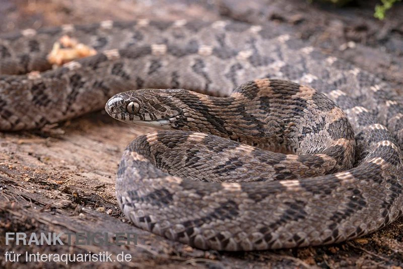 Afrikanische Eierschlange, Dasypeltis Scabra 7 Afrikanische Eierschlange, Dasypeltis Scabra – Bild 7