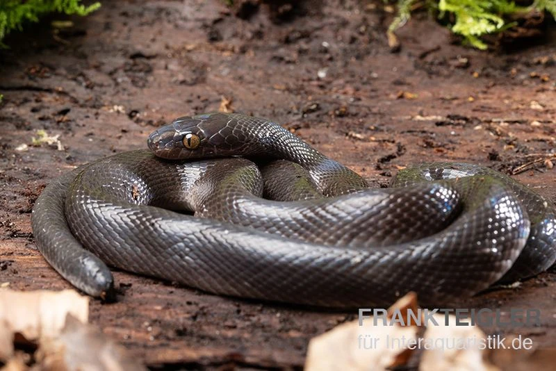 Afrikanische Hausschlange, Lamprophis Fuliginosus 1 Afrikanische Hausschlange, Lamprophis Fuliginosus