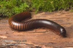 Afrikanischer Riesentausendfüßer, Archispirostreptus Gigas