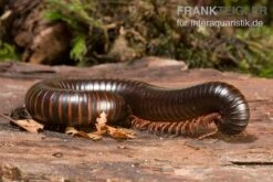 Afrikanischer Riesentausendfüßer, Archispirostreptus Gigas 7 Afrikanischer Riesentausendfüßer, Archispirostreptus Gigas -Zoofachgeschäft Afrikanischer Riesentausendfuesser Archispirostreptus gigas 03