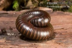 Afrikanischer Riesentausendfüßer, Archispirostreptus Gigas 9 Afrikanischer Riesentausendfüßer, Archispirostreptus Gigas -Zoofachgeschäft Afrikanischer Riesentausendfuesser Archispirostreptus gigas 05