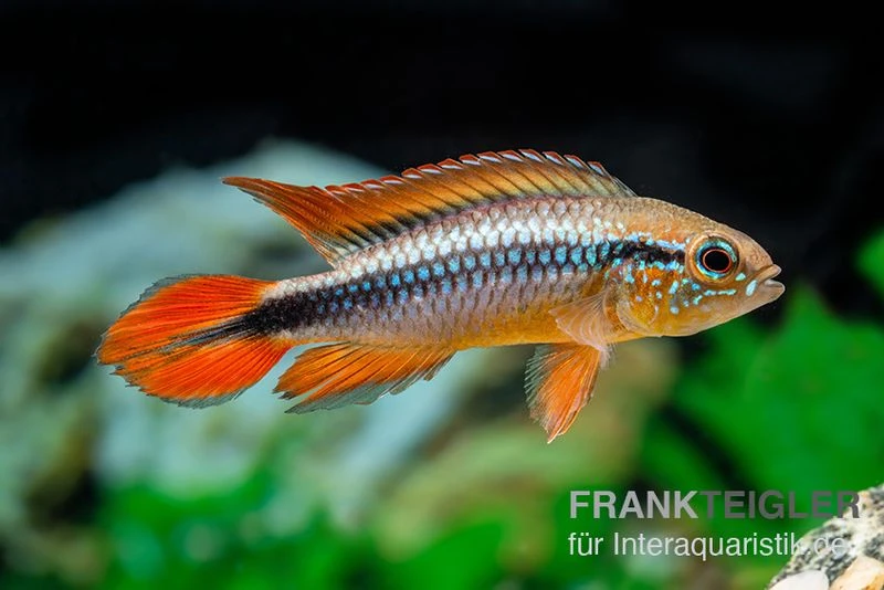 Agassizii-Zwergbuntbarsch Gold-rot, Apistogramma Agassizii Gold-rot, Paarweise 1 Agassizii-Zwergbuntbarsch Gold-rot, Apistogramma Agassizii Gold-rot, Paarweise