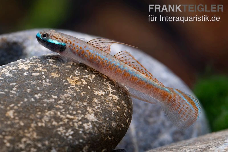 Annieae-Grundel, Stiphodon Annieae, 1 Paar 1 Annieae-Grundel, Stiphodon Annieae, 1 Paar