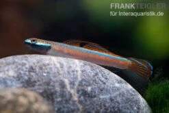 Annieae-Grundel, Stiphodon Annieae, 1 Paar 8 Annieae-Grundel, Stiphodon Annieae, 1 Paar -Zoofachgeschäft Annieae Grundel Stiphodon annieae 3