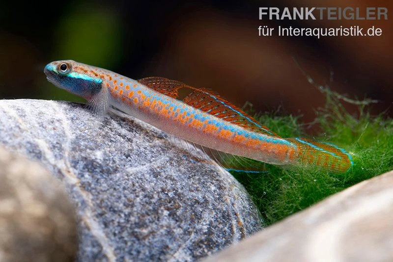 Annieae-Grundel, Stiphodon Annieae, 1 Paar 4 Annieae-Grundel, Stiphodon Annieae, 1 Paar – Bild 4