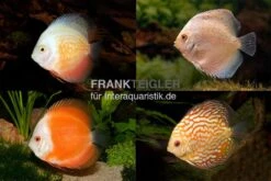 Zoofachgeschäft 5 Zoofachgeschäft -Zoofachgeschäft Asia Discus Bundle 1