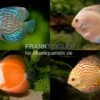 3 X Diskusfisch ASIA-NZ Im Mix, Symphysodon Discus, S 5-6 Cm
