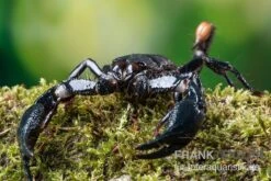 Asia-Skorpion, Heterometrus Longimanus -Zoofachgeschäft Asia Skorpion Heterometrus longimanus 3