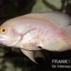 Roter Albino Oscar, Pfauenaugenbuntbarsch, Astronotus Ocellatus,