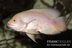Roter Albino Oscar, Pfauenaugenbuntbarsch, Astronotus Ocellatus,