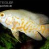 Pfauenaugenbuntbarsch, Roter Tiger Albino Oscar, Astronotus Ocellatus Red Tiger Albino