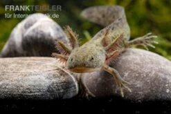 Axolotl Naturfarben, Ambystoma Mexicanum -Zoofachgeschäft Axolotl Wildling 2