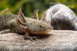 Zoofachgeschäft 30 Zoofachgeschäft -Zoofachgeschäft Axolotl naturfarben Ambystoma mexicanum