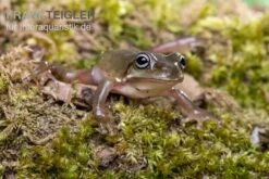 Blauer Korallenfinger-Laubfrosch, Litoria Caerulea -Zoofachgeschäft Blauer Korallenfinger Laubfrosch Litoria caerulea 03