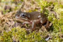 Blauer Korallenfinger-Laubfrosch, Litoria Caerulea -Zoofachgeschäft Blauer Korallenfinger Laubfrosch Litoria caerulea 04