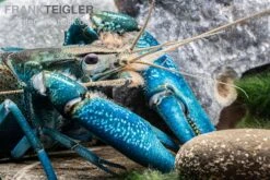 Blauer Papua-Flusskrebs, Cherax Communis 7 Blauer Papua-Flusskrebs, Cherax Communis -Zoofachgeschäft Blauer Papua Flusskrebs Cherax communis adult 3