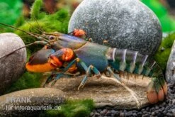 Blauer Rotscheren-Tigerkrebs, Cherax Alyciae "Blue Kong Red Claw" -Zoofachgeschäft Blauer Rotscheren Tigerkrebs Cherax alyciae Blue Kong Red Claw 3