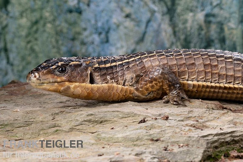 Braune Schildechse, Gerrhosaurus Major 3 Braune Schildechse, Gerrhosaurus Major – Bild 3