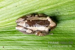 Brauner Bananenfrosch, Afrixalus Dorsalis -Zoofachgeschäft Brauner Bananenfrosch Afrixalus dorsalis 3