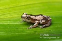 Brauner Bananenfrosch, Afrixalus Dorsalis -Zoofachgeschäft Brauner Bananenfrosch Afrixalus dorsalis 4