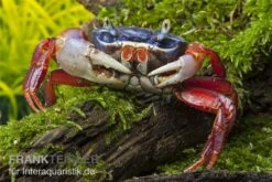 Harlekinkrabbe, Cardisoma Armatum 5 Harlekinkrabbe, Cardisoma Armatum -Zoofachgeschäft Cardisoma armatum 4