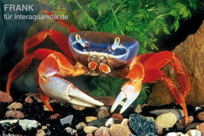 Harlekinkrabbe, Cardisoma Armatum 1 Harlekinkrabbe, Cardisoma Armatum