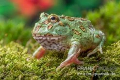 Peppermint-Pacman-Frog, Ceratophrys Cranwelli Peppermint