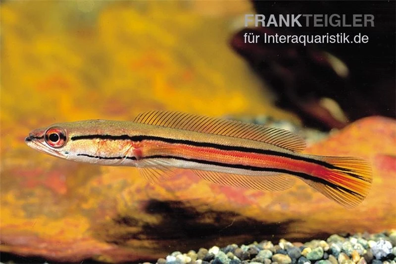 Goldlinienschlangenkopffisch, Channa Micropeltes 1 Goldlinienschlangenkopffisch, Channa Micropeltes