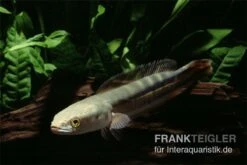 Goldlinienschlangenkopffisch, Channa Micropeltes 5 Goldlinienschlangenkopffisch, Channa Micropeltes -Zoofachgeschäft Channa micropeltes Goldlinienschlangenkopf 3