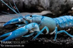 Blauer Yabby, Cherax Destructor "Blue Pearl" -Zoofachgeschäft Cherax destructor Blue Pearl 8