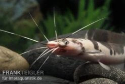 Froschwels Marmor, Clarias Batrachus -Zoofachgeschäft Clarias batrachus Marmor 5