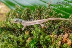 Conrau`s Zwerggecko, Lygodactylus Conraui -Zoofachgeschäft Conraus Zwerggecko Lygodactylus conraui 3
